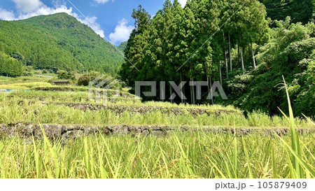 実りの秋を迎え黄金色に輝く棚田〈四谷千枚田/愛知県新城市〉 105879409