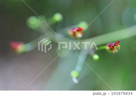 ヒナノウスツボ ヒナノウスツボ 105879834