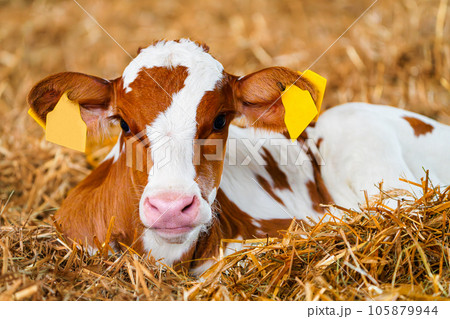 Close cute young calf lies in straw. calf lying inside dairy farm in the barn. New born calf Close cute young calf lies in straw. calf lying inside dairy farm in the barn. New born calf 105879944