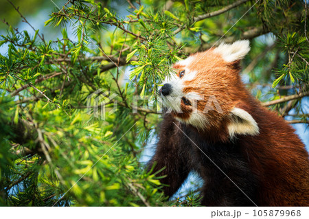 Red panda bear climbing tree. close-up of a rare red panda Red panda bear climbing tree. close-up of a rare red panda 105879968