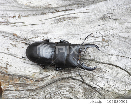 ヒラタクワガタ（昆虫） 105880501