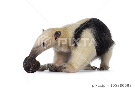 Anteater on white background Anteater on white background 105880698