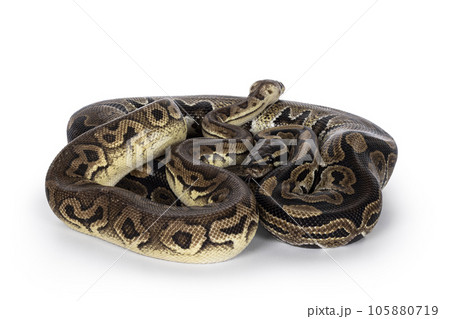 Snakes on white background 105880719
