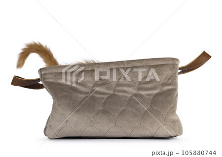 Cat kitten on white background 105880744
