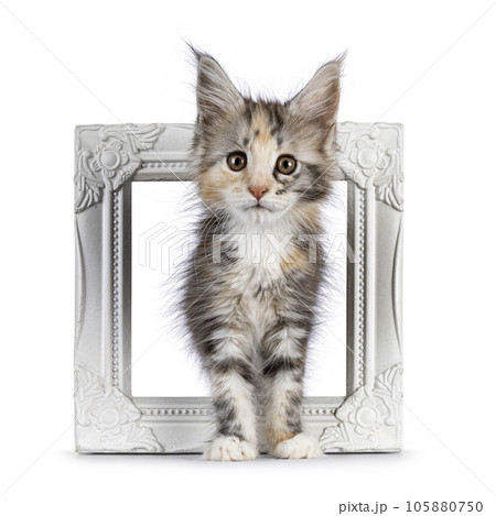 Young cat on white ackground 105880750