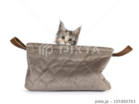 Young cat on white ackground Young cat on white ackground 105880763