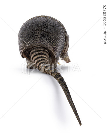 Nine banded Armadillo on white background Nine banded Armadillo on white background 105880770