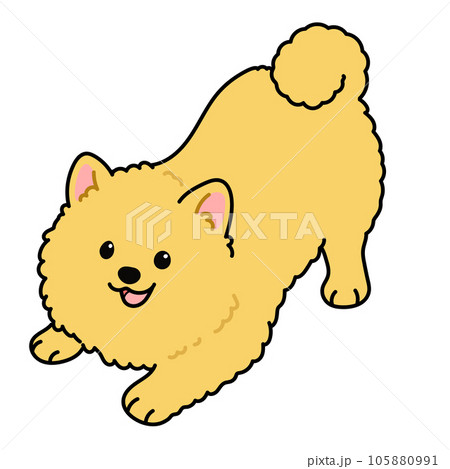 遊びに誘うシンプルで可愛いポメラニアンの手描きのイラスト　主線あり 105880991