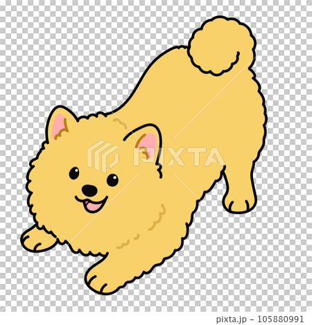 遊びに誘うシンプルで可愛いポメラニアンの手描きのイラスト　主線あり 105880991