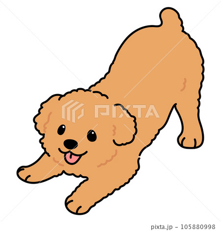 遊びに誘うシンプルで可愛いチワプーのイラスト　主線あり 105880998