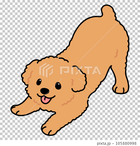 遊びに誘うシンプルで可愛いチワプーのイラスト　主線あり 105880998