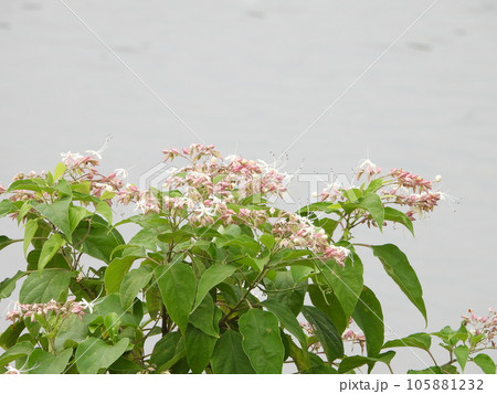 クサギの花 105881232