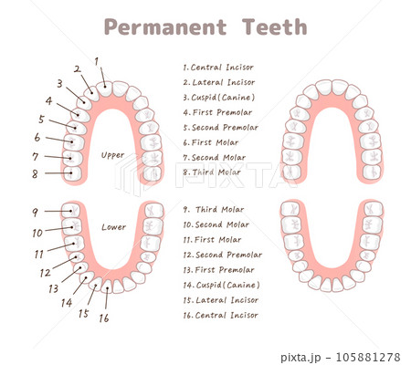 永久歯・歯・歯の名称・Teeth・permanent teeth Chart・イラスト 105881278