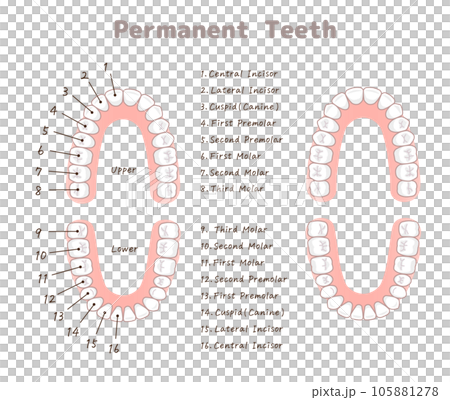 永久歯・歯・歯の名称・Teeth・permanent teeth Chart・イラスト 105881278