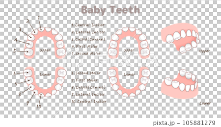乳歯・Milk teeth・baby teeth・illustration・イラスト 105881279