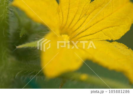 キュウリの花 8月中旬 キュウリの花 8月中旬 105881286