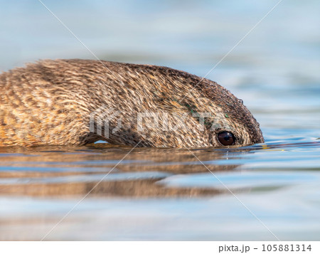Close-up portrait of diving mallard female. Close-up portrait of diving mallard female. 105881314