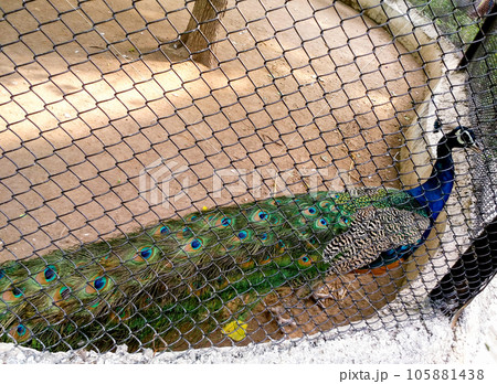 Beautiful peacock in the zoo at lucknow India Beautiful peacock in the zoo at lucknow India 105881438