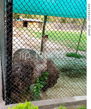 A curious ostrich in an iron cage at zoo in lucknow India 105881440