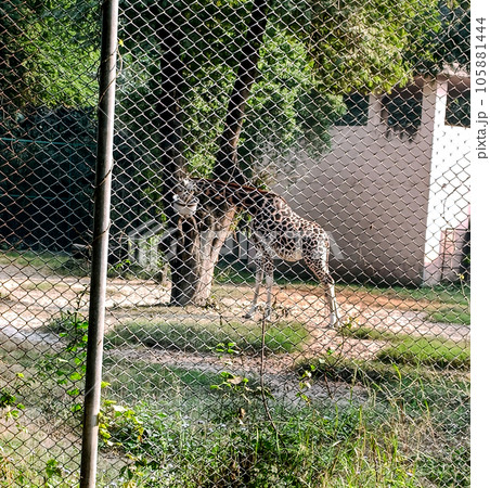 A giraffe standing in the cage on green leaves, outdoor background in the zoo on sunny day. A giraffe standing in the cage on green leaves, outdoor background in the zoo on sunny day. 105881444