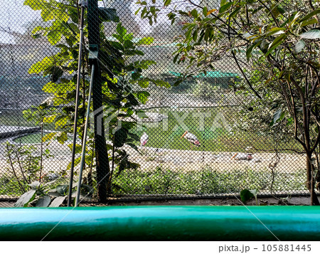 Flock of painted stork (Mycteria leucocephala) birds inside a bird cage at Lucknow Flock of painted stork (Mycteria leucocephala) birds inside a bird cage at Lucknow 105881445