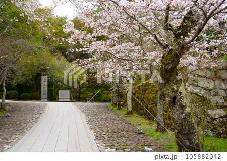 満開の桜と伊賀上野城跡（三重県伊賀市） 105882042