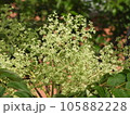 タラノキの花 105882228