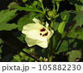 オクラの花 105882230