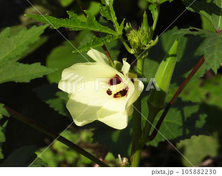 オクラの花 オクラの花 105882230