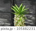 パイナップルリリー 105882231