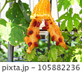 熟したゴーヤ（ニガウリ） 105882236