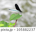 ハグロトンボ（昆虫） 105882237
