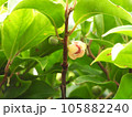 サネカズラの花 105882240