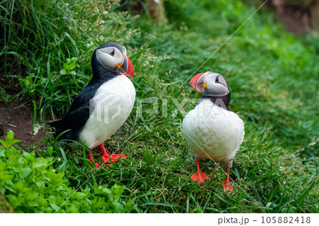Couple Atlantic puffin living on edge of cliff of Atlantic ocean during summer at Iceland Couple Atlantic puffin living on edge of cliff of Atlantic ocean during summer at Iceland 105882418