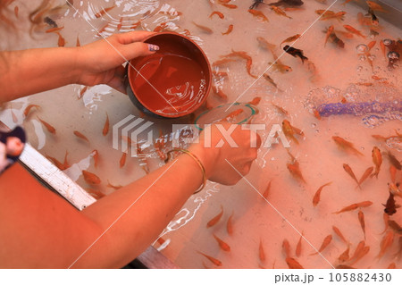 金魚すくい　 105882430