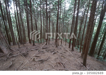 2023年8月の埼玉県飯能の棒ノ折山の登山 105882689