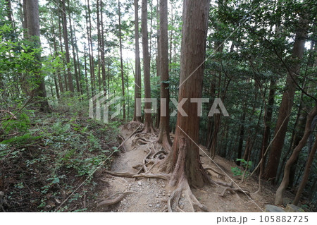 2023年8月の埼玉県飯能の棒ノ折山の登山 105882725