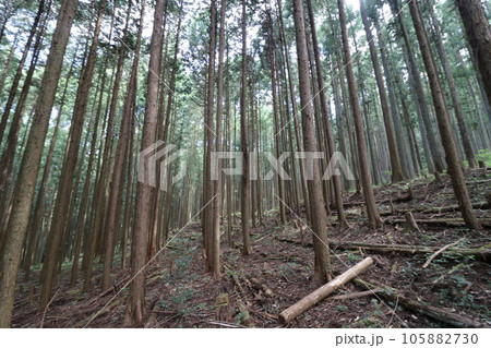 2023年8月の埼玉県飯能の棒ノ折山の登山 105882730
