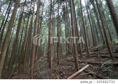 2023年8月の埼玉県飯能の棒ノ折山の登山 105882732