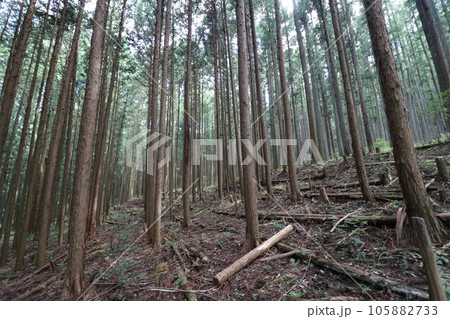 2023年8月の埼玉県飯能の棒ノ折山の登山 2023年8月の埼玉県飯能の棒ノ折山の登山 105882733