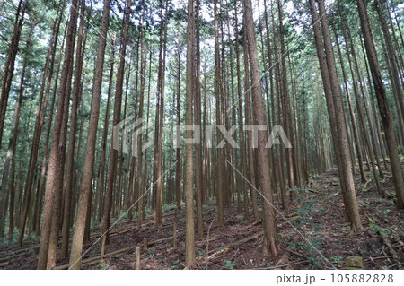 2023年8月の埼玉県飯能の棒ノ折山の登山 105882828