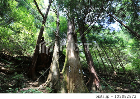 2023年8月の埼玉県飯能の棒ノ折山の登山 105882872