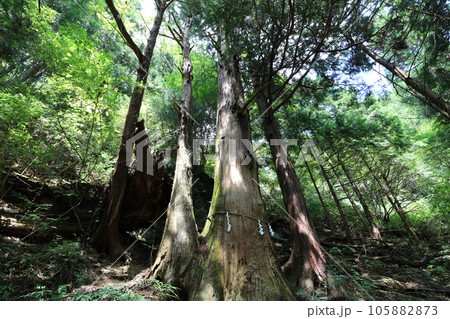 2023年8月の埼玉県飯能の棒ノ折山の登山 105882873