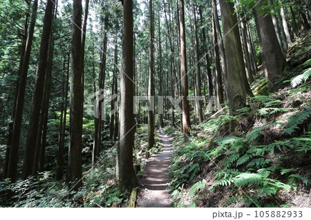 2023年8月の埼玉県飯能の棒ノ折山の登山 105882933