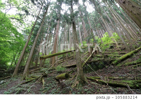 2023年8月の埼玉県飯能の棒ノ折山の登山 105883214
