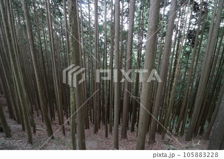 2023年8月の埼玉県飯能の棒ノ折山の登山 105883228