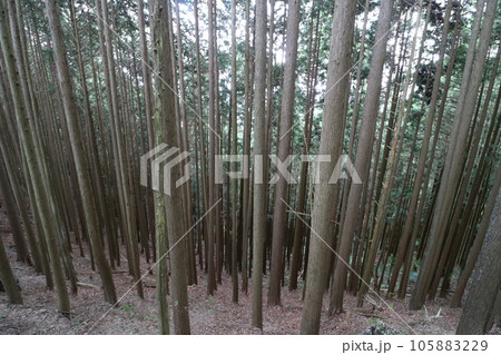 2023年8月の埼玉県飯能の棒ノ折山の登山 105883229