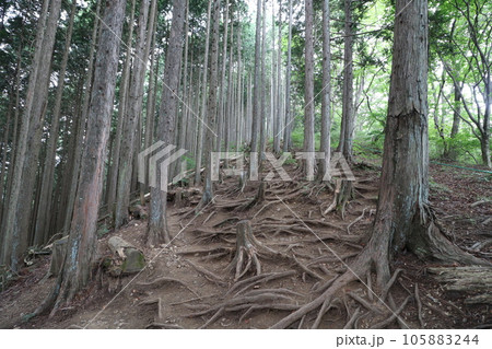 2023年8月の埼玉県飯能の棒ノ折山の登山 2023年8月の埼玉県飯能の棒ノ折山の登山 105883244