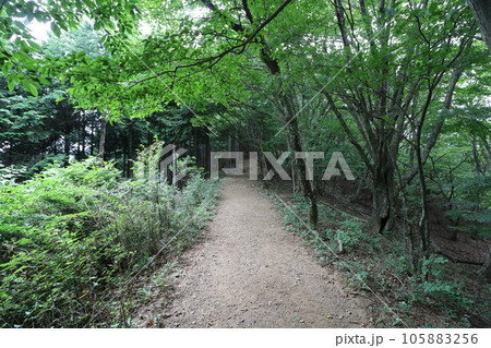2023年8月の埼玉県飯能の棒ノ折山の登山 105883256