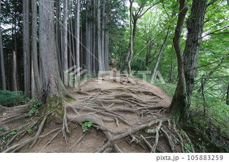 2023年8月の埼玉県飯能の棒ノ折山の登山 105883259